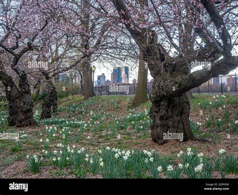 Spring in Central Park, New York City Stock Photo - Alamy