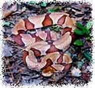 Image result for Innovative Locators in Selenium Java