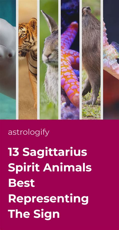 13 Sagittarius Spirit Animals Best Representing The Sign • Astrologify