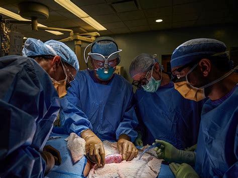 Kidney transplant: In a first, surgeons attached a pig kidney to a ...