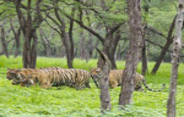 3 Days 2 Nights Ranthambhore Fort Vacation Package | Ranthambhore Fort ...