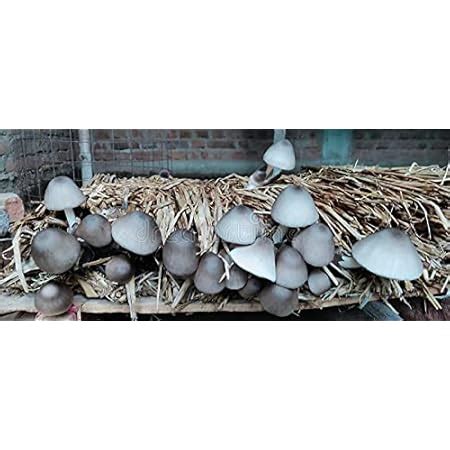 Monday Square Generation One High Yield Paddy Straw Mushroom ...