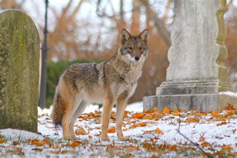 Coyote Fox Hybrid