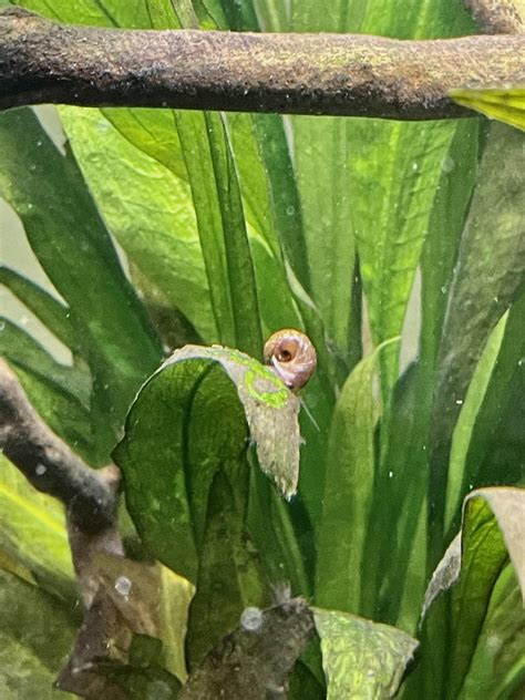 Any snail experts? I keep finding new hitchhikers in my tanks : r/Aquariums