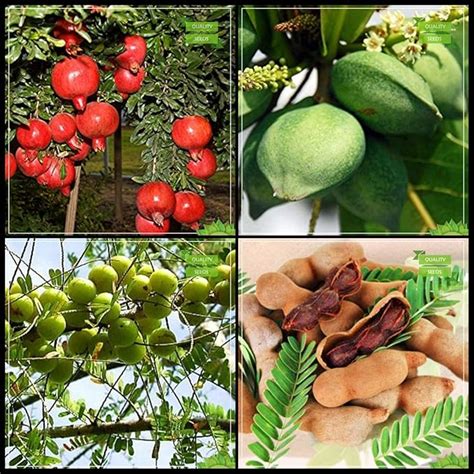 Creative Farmer All Purpose Combo Fruit : Pomagranate Dwarf, Indian ...