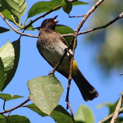 IGOGORA COUNTRY RESORT (Kamwenge) - Hotel Reviews & Photos - Tripadvisor