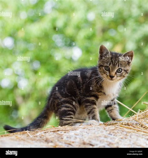 cat, kitten, tabby Stock Photo - Alamy