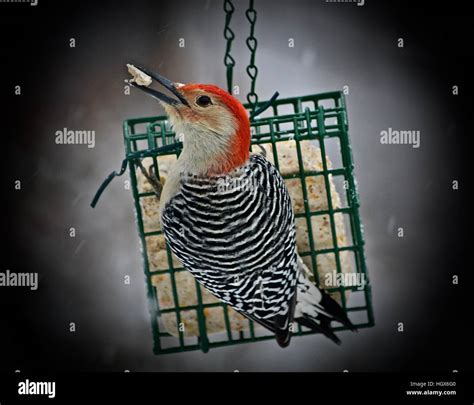 bird, woodpecker, red bellied woodpecker at suet feeder Stock Photo - Alamy