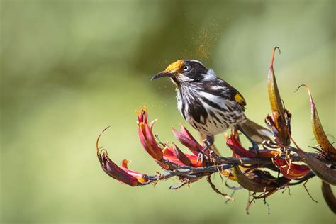 Explore the Enchanting World of Native Australian Bird Names