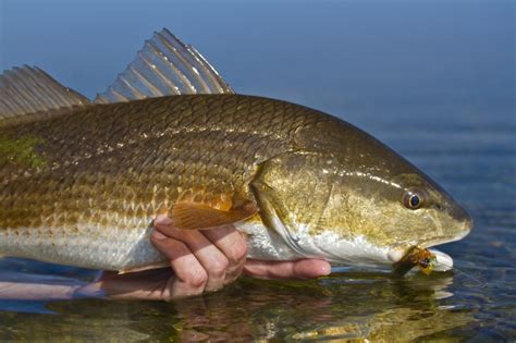 Image result for Redfish Fly Patterns