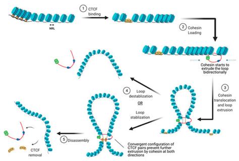 At the Crossroad of Gene Regulation and Genome Organization: Potential ...