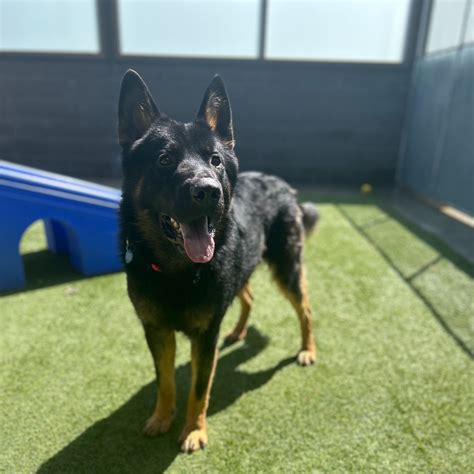 Truckee-Tahoe Humane Society Pet of the Week: Bodil | SierraSun.com