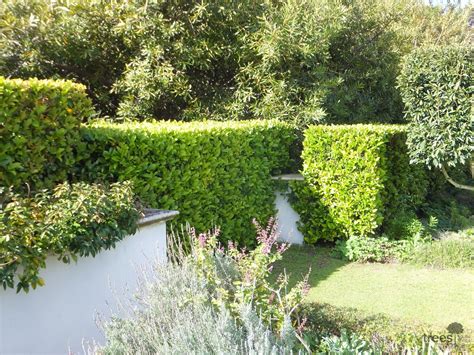 Different Types Of Viburnum Hedge at Kevin Oshiro blog