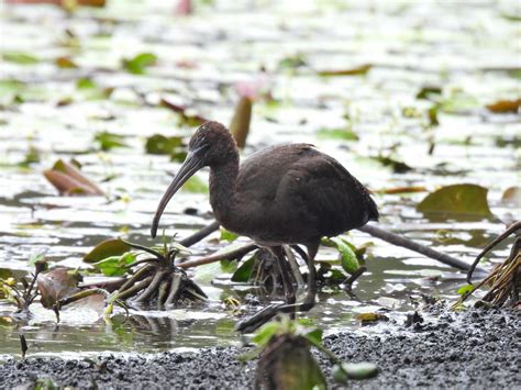 Finally! Been waiting for one of these to show up now. The Glossy Ibis is Brisbane's smallest ...