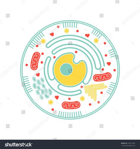 Biology Clip Art 的图像结果