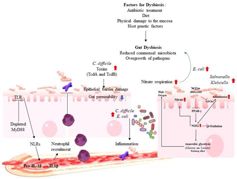 Gut Microbiota and Immune System Interactions