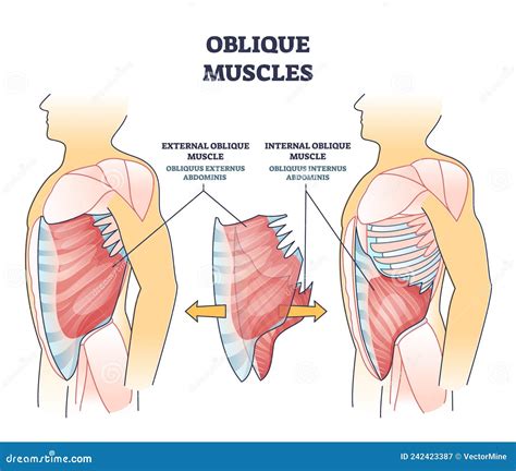 Internal And External Obliques