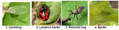 Sunflower:Beneficial insects | Vikaspedia - English - Agriculture