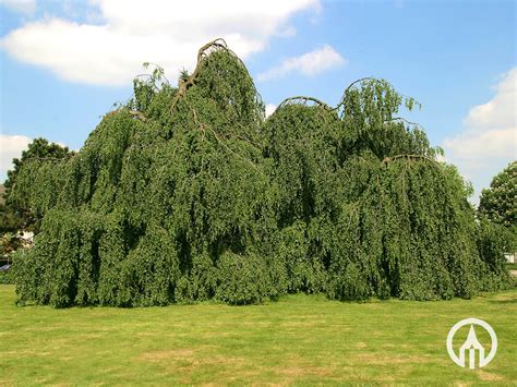 Fagus sylvatica ‘Pendula’ | Green weeping beech - Boomkwekerijen M. van ...