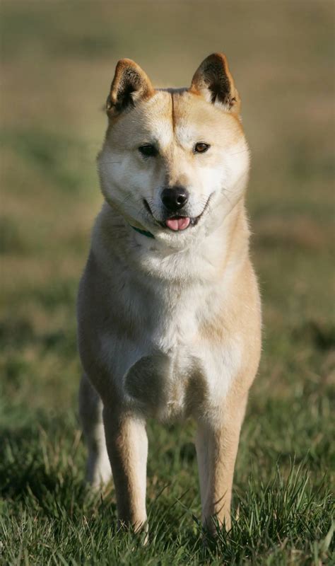 Jindo dog - dog breeds