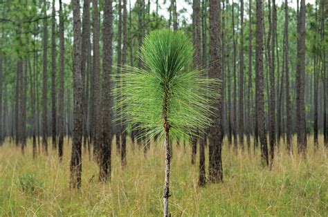 Young Loblolly Pine Plantation