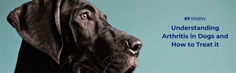 Understanding Arthritis in Dogs and How to Treat it – K9 Vitality