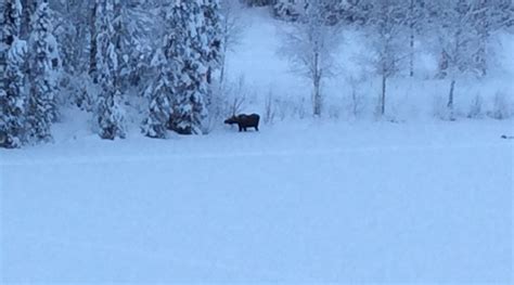 TALKEETNA LAKESIDE CABINS (Alaska) - Campground Reviews & Photos ...