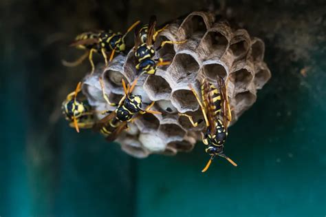 Radioaktivno gnijezdo osa izazvalo paniku: Nevjerojatno otkriće u ...