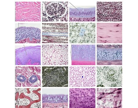 A&P tissue types Quiz