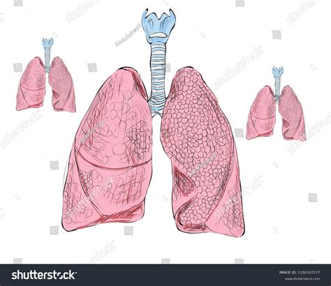 Image result for Human Body Elements