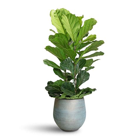 Ficus lyrata - Fiddle Leaf Figs - Quality Indoor Plants | Hortology ...
