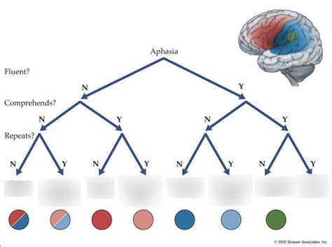 Image result for Aphasia Classification Chart
