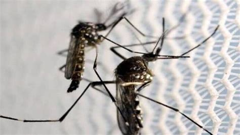 Zika virus fallout: Kenya threatens to pull out of Rio 2016 Olympics ...