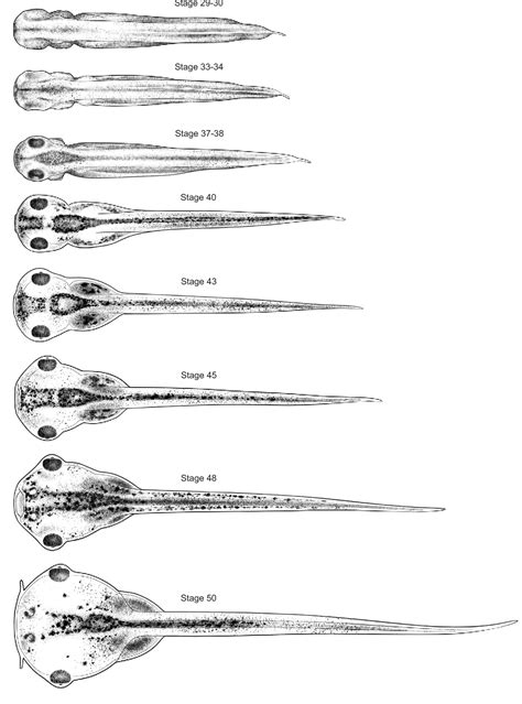 Xenopus Laevis Developmental Stages