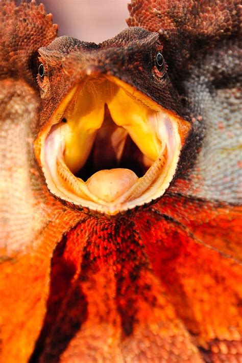 Frilled Dragon Lizard