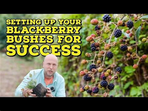 Image result for Insight Problem Solving Steps