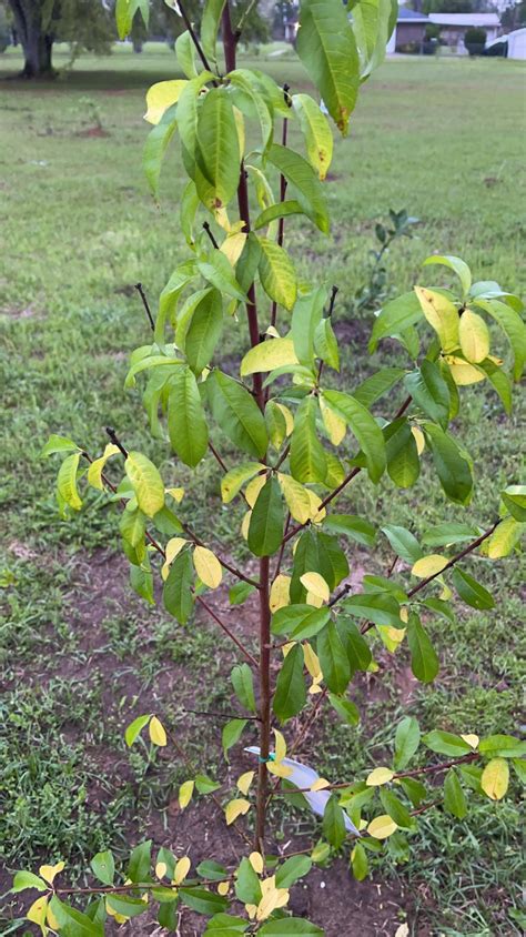 Help! Just planted this 1 year old peach tree 1 week ago and leaves are ...