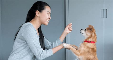 Puppy Training Tips Site, Lie Down, and Stay - IAMS