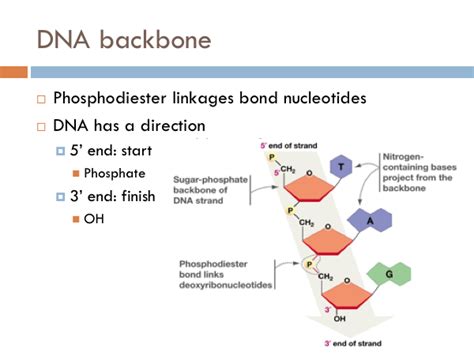 Image result for DNA Formation Process