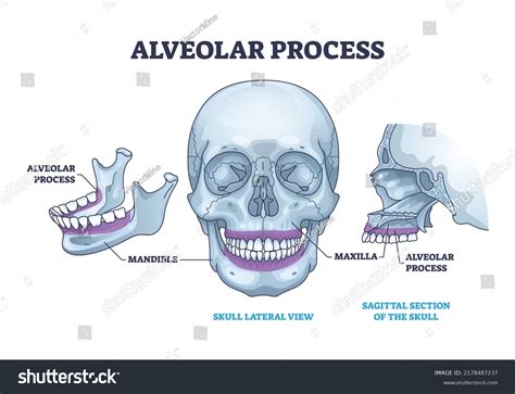 Maxillary Alveolar