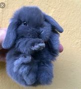 Image result for Small Cute Baby Bunnies