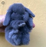 Image result for Bunnies Hugging