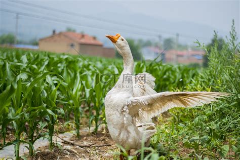 家禽白天大白鹅田间抖翅膀摄影图配图高清摄影大图-千库网