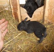 Image result for Baby Bunny with Flowers