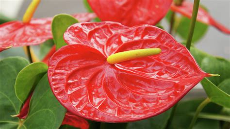 How To Grow And Care For Anthurium - Bunnings Australia