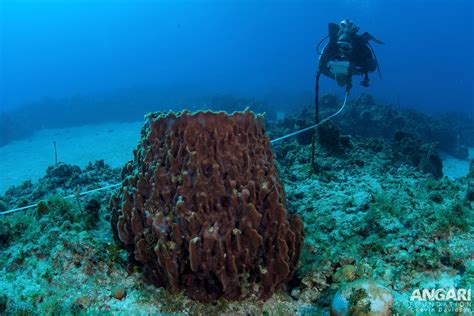 Giant Barrel Sponge (Xestospongia muta) - ANGARI Foundation