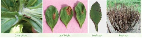 Young leaves and buds are occasionally attacked by caterpillars, which ...