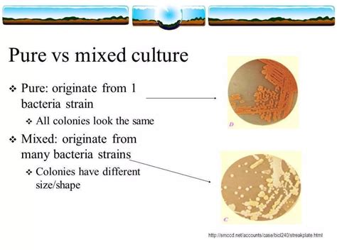 Isolation & Identification of Microorganism | PPTX