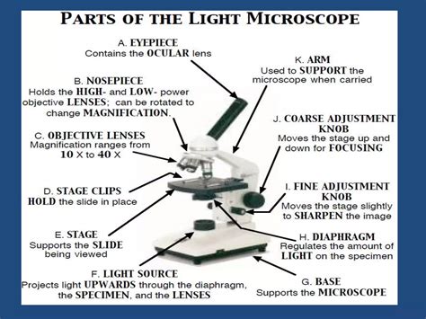 Image result for To Study Compound Microscope