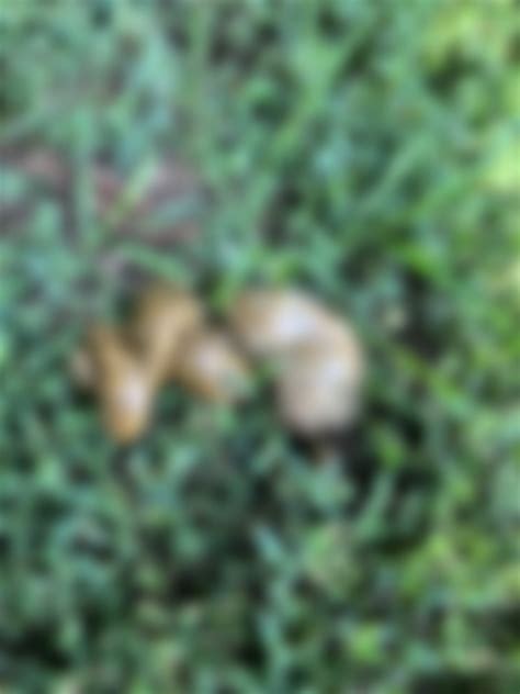 Image result for Minecraft Poop Texture